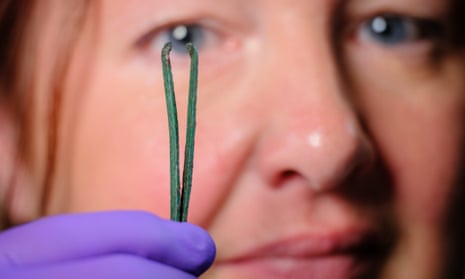 An English Heritage conservator examines a pair of tweezers used to remove armpit hair from Roman men and women