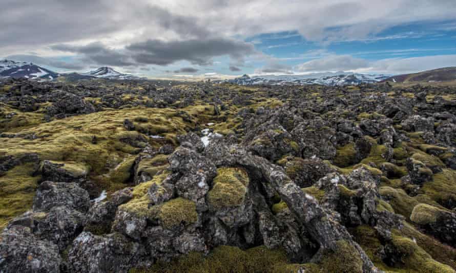 Moss-covered lava fields in western Iceland