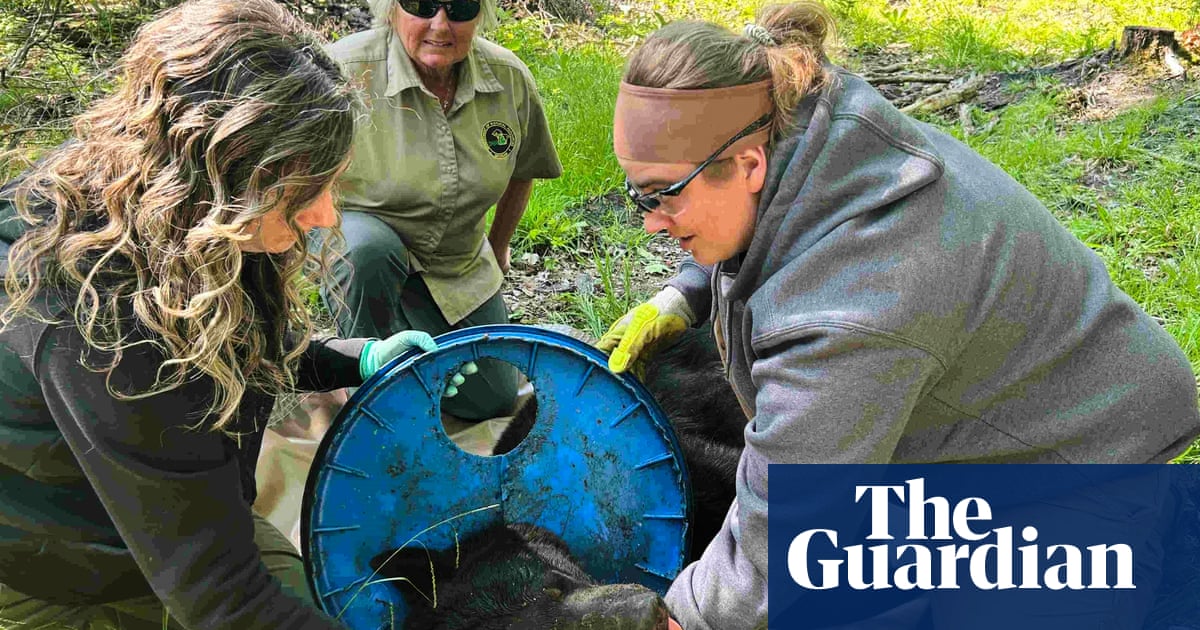 Bear necessity: lid stuck around US animal's neck removed after two years