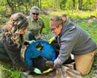 Bear necessity: lid stuck around US animal's neck removed after two years