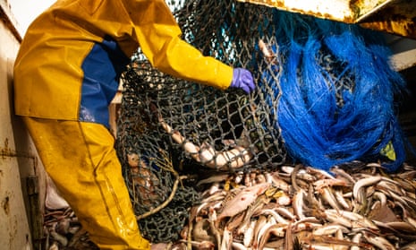 A fisherman handles a net full of fish in a trawler
