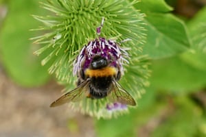 A bee collects pollen from a thistle flower along The Thames Path. Seasonal weather, Reading, Berkshire, UK