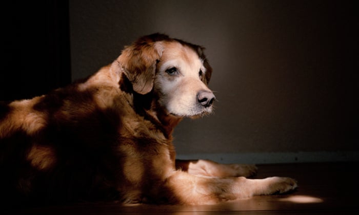 Animals and Us review – four-legged insights give artists paws Animals and Us review – four-legged insights give artists paws