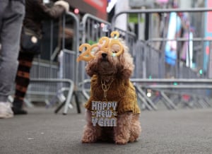 New York, US. Teddy, a 12-year-old miniature poodle wears 2022 glasses in Times Square.