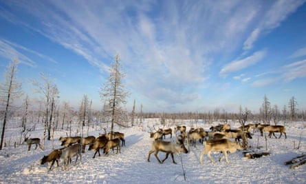 Reindeer graze around a Nenets settlement near the remote village of Gornokniazevsk on the Yamal peninsula.
