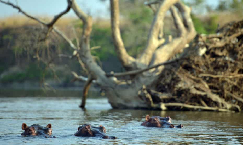 Hippopotamus wallow in shallows of Dungu river in the Garamba National Park