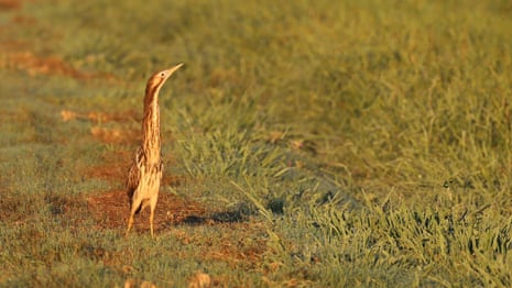  Australasian bittern: Listen to the call of the 'bunyip' bird. Images of bitterns by Matt Herring