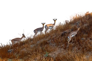 Gazelles roam in a field in Israel near the border with Gaza