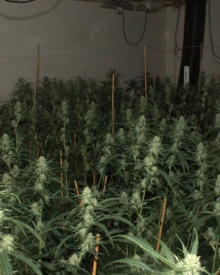 A police photograph showing a room stuffed with cannabis plants in the former Wildings building