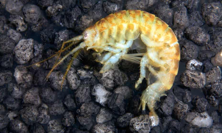 The killer shrimp, Dikerogammarus villosus