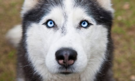 Don T Obsess Over The Science Of Jack London S Dogs Enjoy Them As Characters Books The Guardian