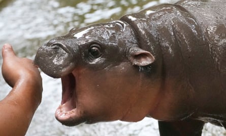 Moo Deng, the baby hippo, with tiny ears and a few teeth, glistening with water, opens her mouth wide in front of a zookeeper’s hand