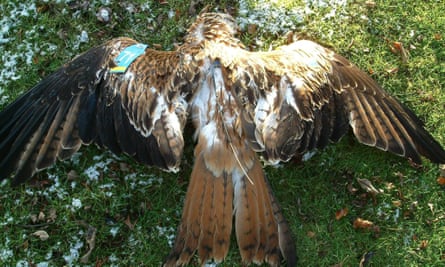 A red kite found poisoned near Cromdale in Morayshire.