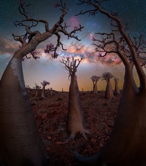 Milky Way behind bottle-shaped trees