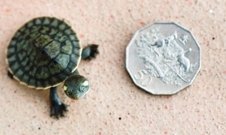 Hatchling Krefft’s river turtle standing next to Australian 50cents coin , aerial view