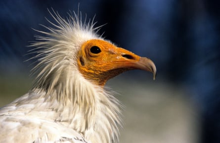 Why endangered vultures could affect the ecosystem