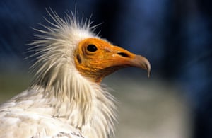 An Egyptian vulture (Neophron percnopterus).