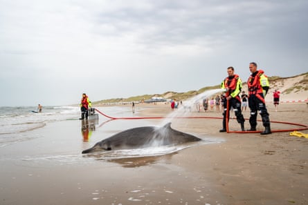 Men in overalls and lifejackets hose the body of a whale part-buried in sand.