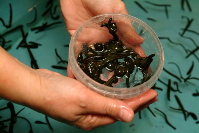 10 stomachs, 32 brains and 18 testicles – a day inside the UK's only leech  farm | Health & wellbeing | The Guardian