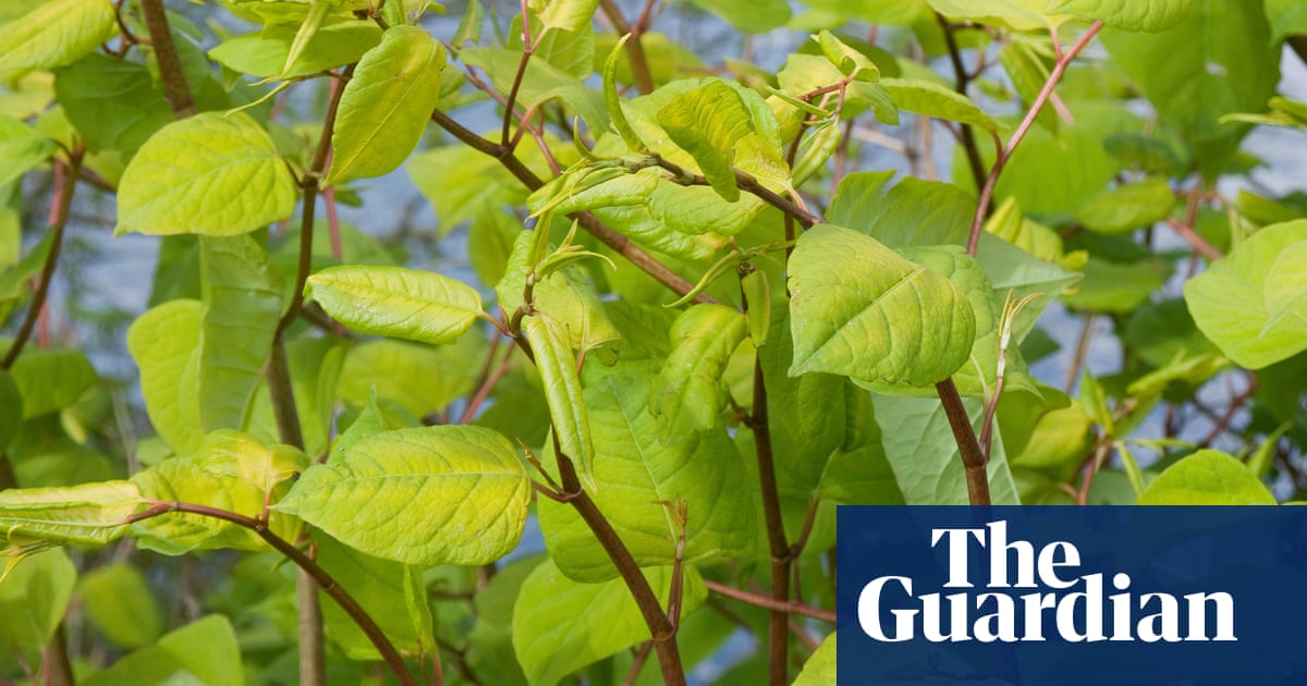 I Thought I D Found My First Home Instead I Found Japanese Knotweed First Time Buyers The Guardian I Thought I D Found My First Home Instead I Found Japanese Knotweed First Time Buyers The Guardian