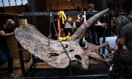 Workers bring the triceratops’ skull into the gallery where it is going on show