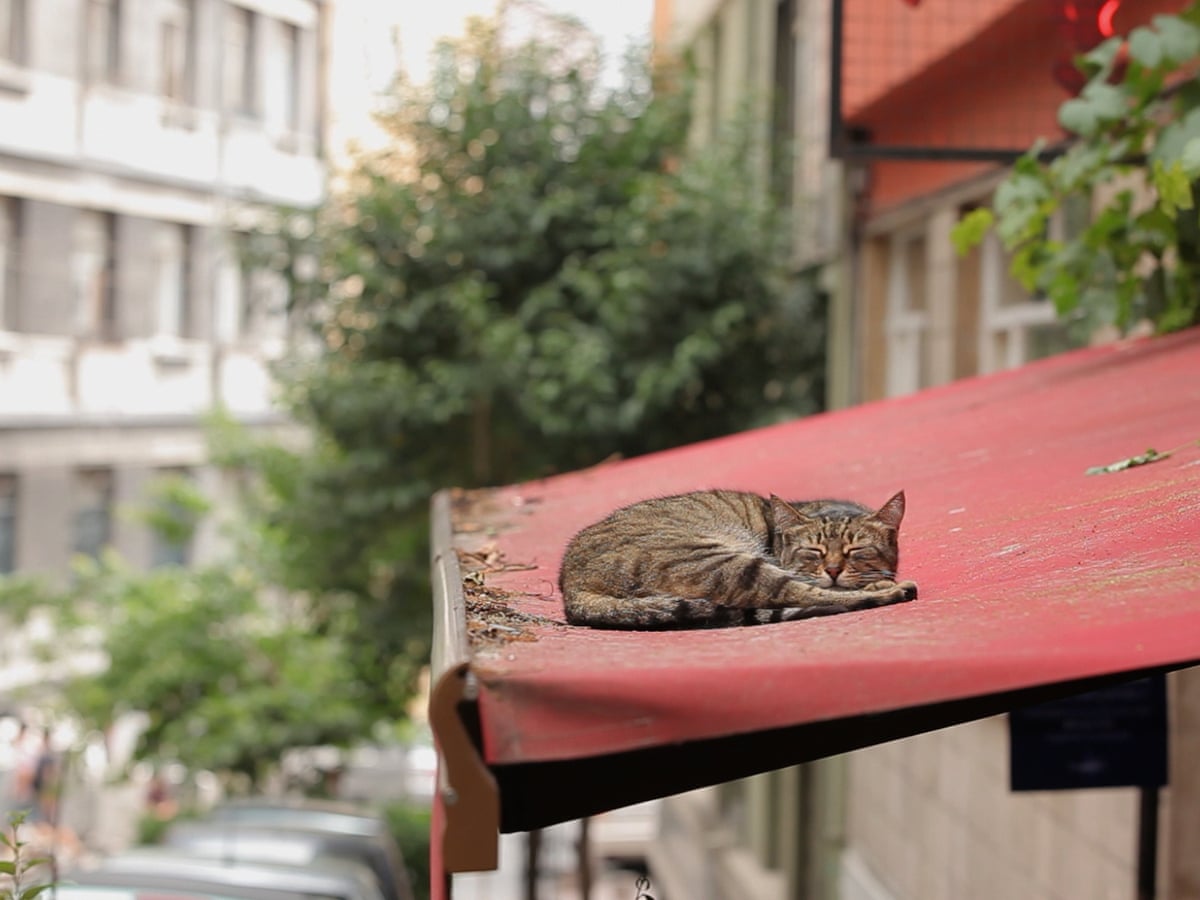 istanbul documentary films