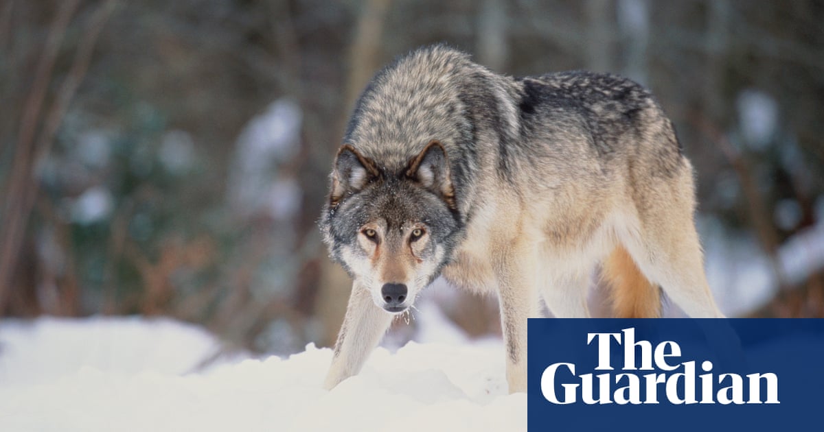 Rewilding with wolves: can they help rebuild ecosystems? 