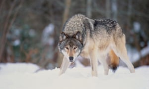 Grey wolf (Canis lupus) standing in snow-covered landscape, Canada<br>Other common name: timber wolf. Grey wolves are pack animals, with parents and cubs forming the basic pack. During the winter months larger packs are formed. Wolves are found in Northern Europe, Asia, and North America.