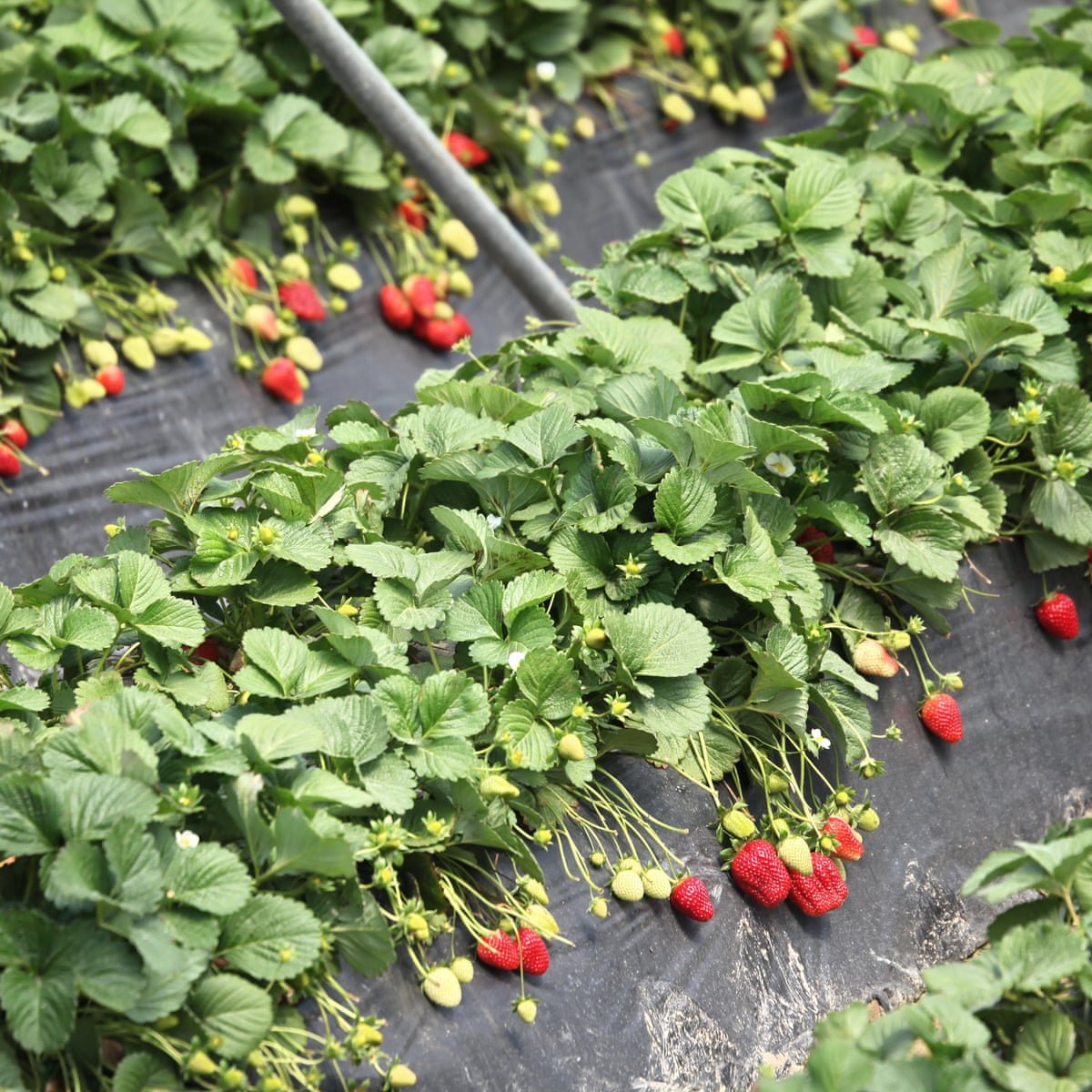 Stop Spain S Strawberry Growers Sucking Key Wetland Dry Say Supermarkets Food The Guardian Stop Spain S Strawberry Growers Sucking Key Wetland Dry Say Supermarkets Food The Guardian