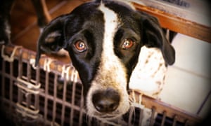 Facebook's rules on showing cruelty to animals | News | The Guardian