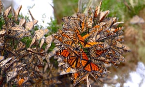 Not long ago, tree groves in California would be teeming with monarch butterflies.