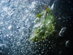 A leaf frozen in ice in Russia