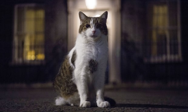 Whiskers of Wisdom: Larry's Favorability Surpasses Sunak, Starmer - Larry the Cat: A Famous Feline at 10 Downing Street