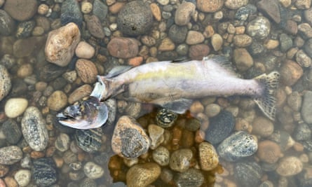The rotting body of a pink salmon floats in the Tana.