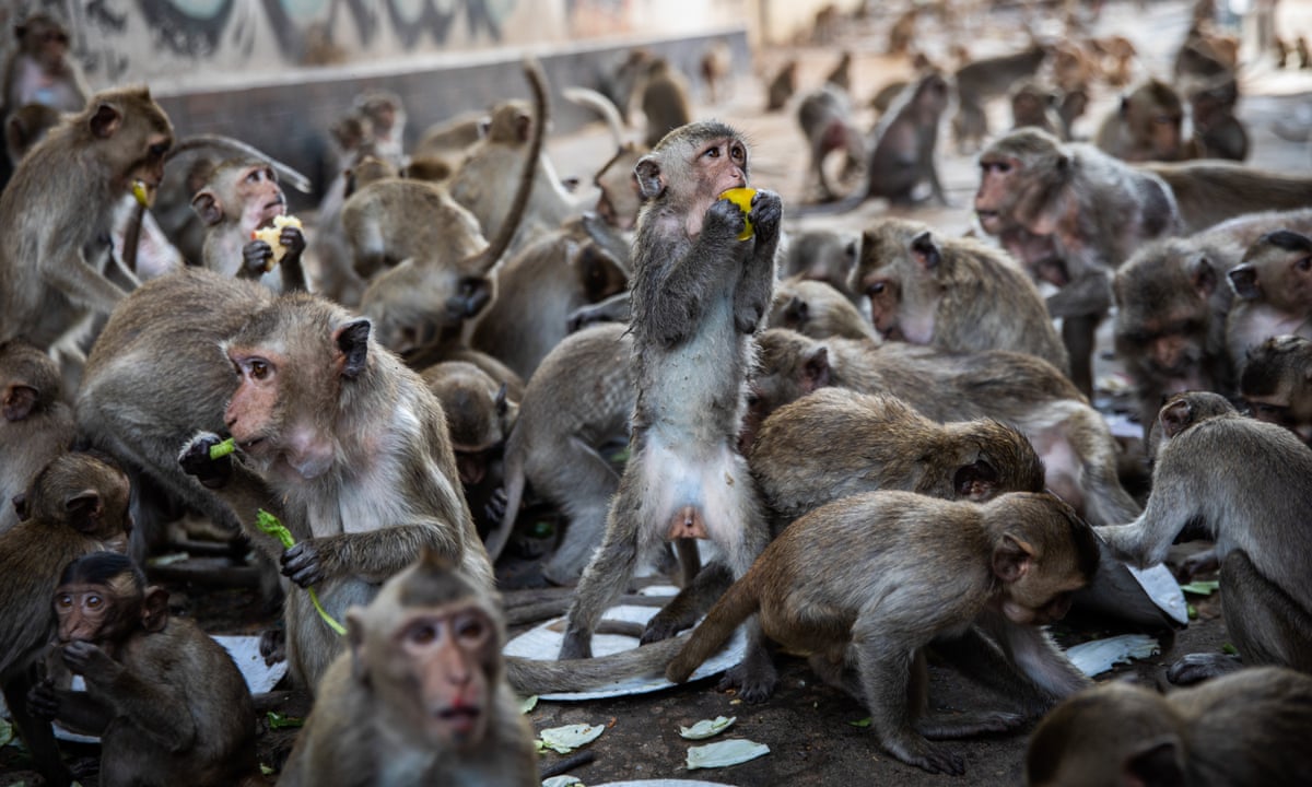 Comp Monkeys Numerous Monkeys