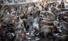 Lopburi Holds Monkey Festival<br>LOP BURI, THAILAND - NOVEMBER 27: Monkeys feast on fruits and sweet snacks during the Lopburi Monkey Festival on November 27, 2022 in Lop Buri, Thailand. Lopburi holds its annual Monkey Festival where local citizens and tourists gather to provide a banquet to the thousands of long-tailed macaques that live in central Lopburi. (Photo by Lauren DeCicca/Getty Images)