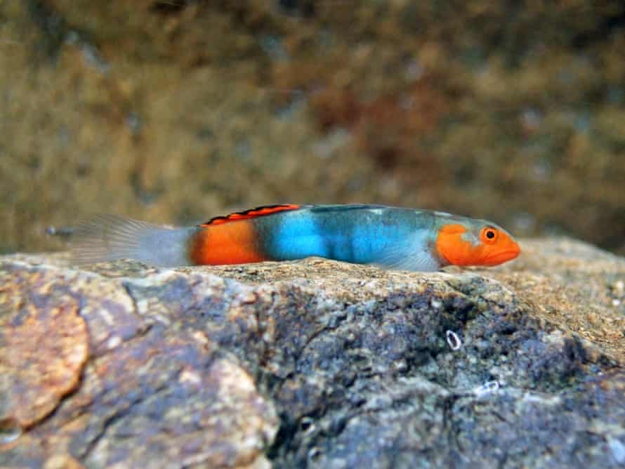 A male Lentipes kijimuna, named after an Okinawan woodland sprite.