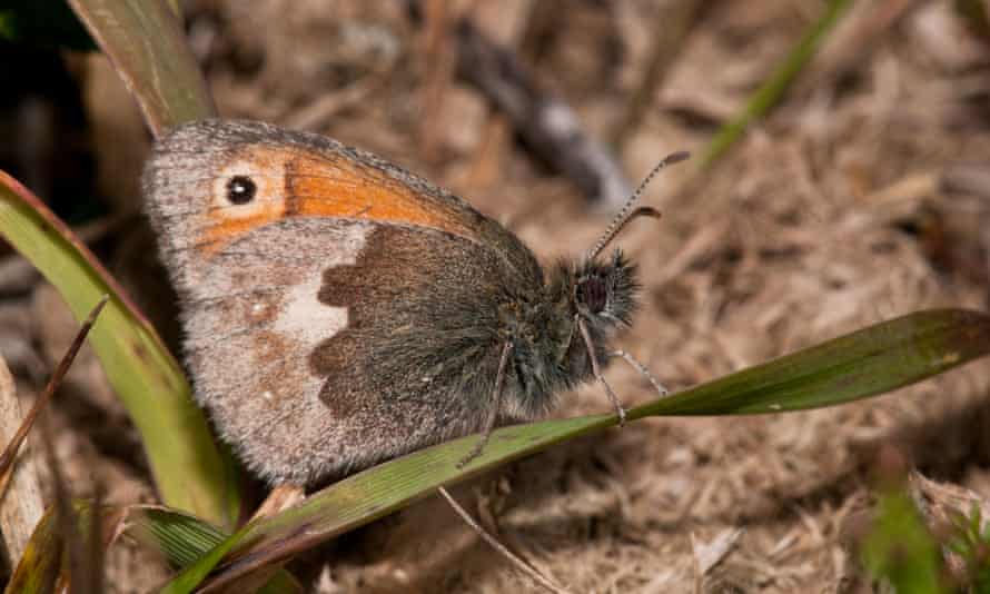 A small heath butterfly