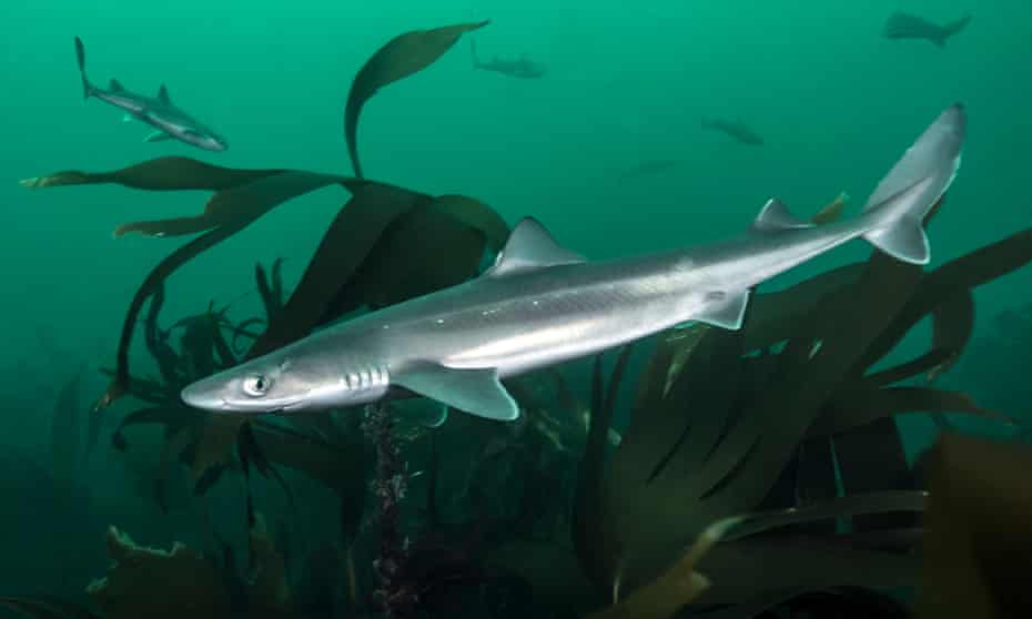 Researchers called for more accurate labelling after dogfish sharks found their way into takeaway meals.