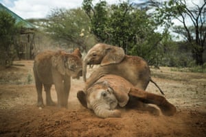 Baby elephants in dust