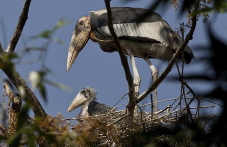A greater adjutant stork, long-legged with feathers that start black near the body and turn white halfway along, stands over its baby, which sits in a nest.