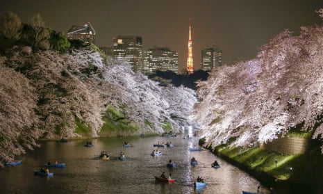 Cherry blossom Tokyo