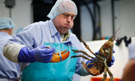 A lobster is processed