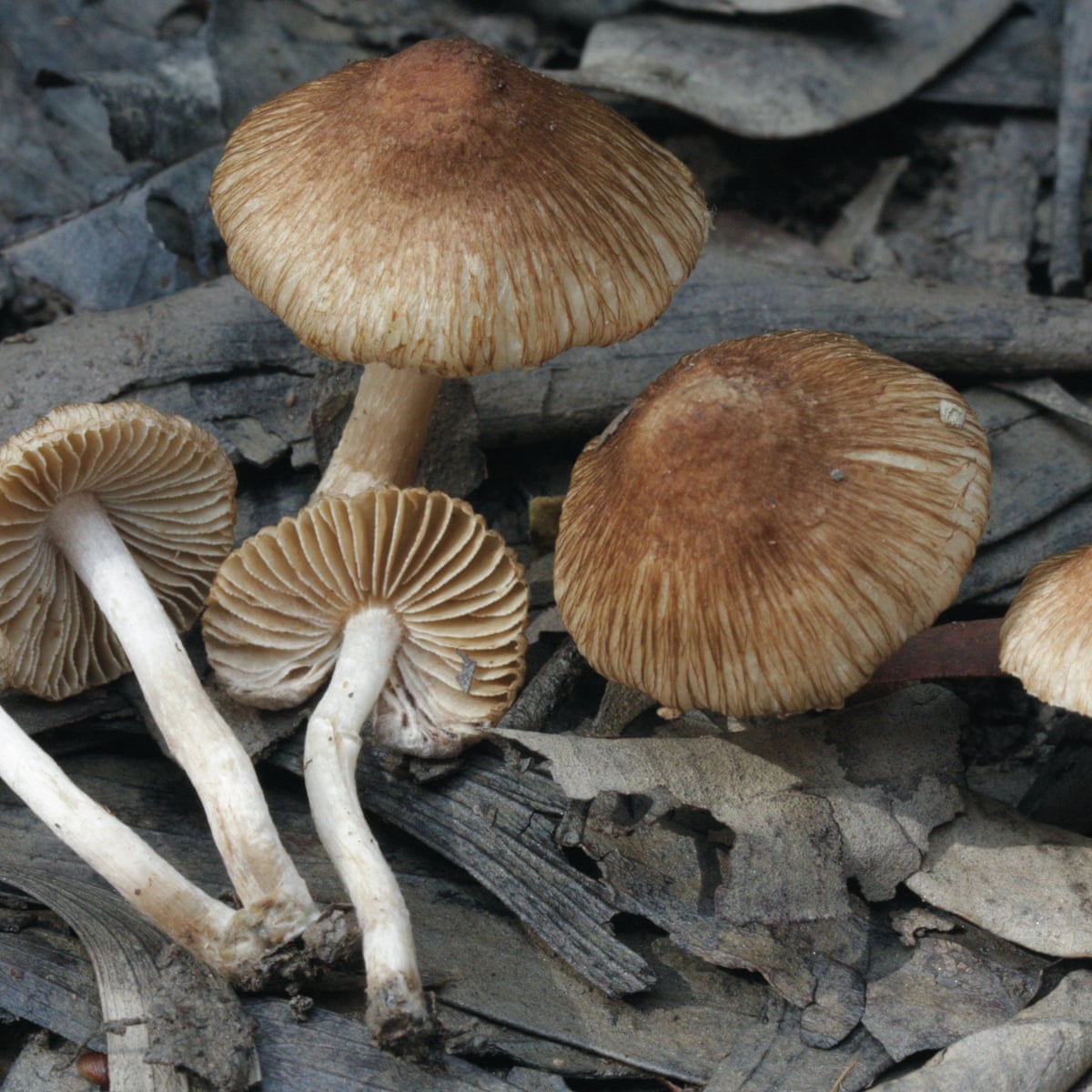 Not Edible Non Edible Mushrooms