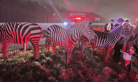 At least three zebras appear to be calmly looking out at a grassy field, beyond either an ambulance or fire truck with its lights on in the dark on a highway.