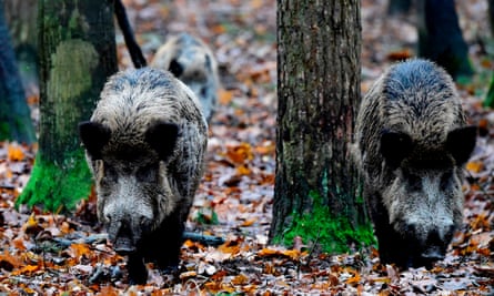 Build a wall, wild boar will fall: Denmark erects barrier to keep out ...