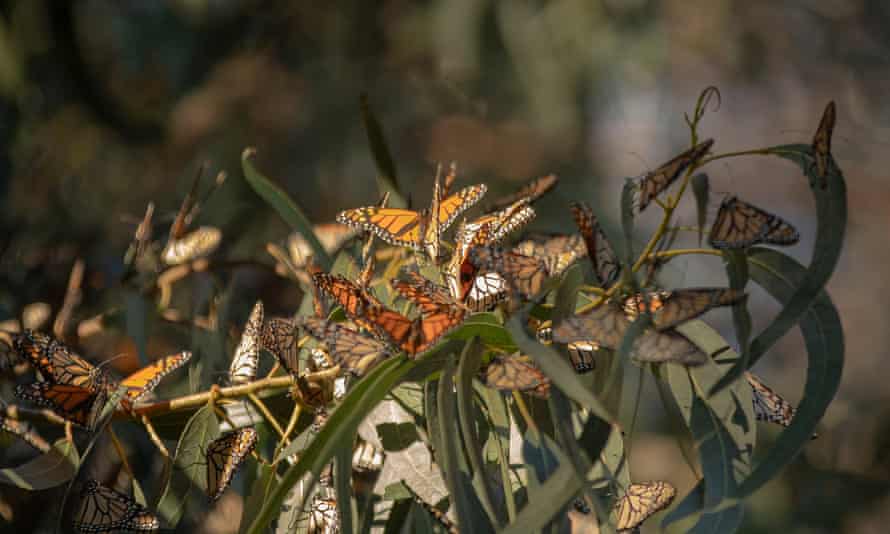 Monarch butterflies gather in the branches of a eucalyptus tree, roughly 50 ft from the ground.