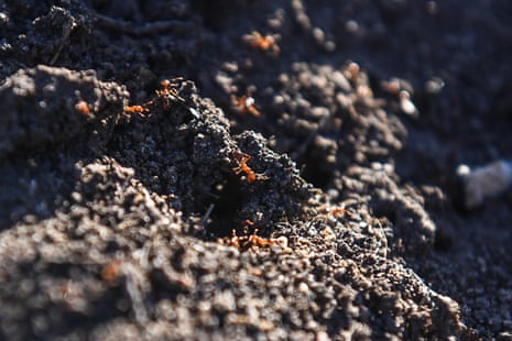 Fire ants