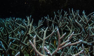 Branching staghorn coral grows on the Great Barrier Reef