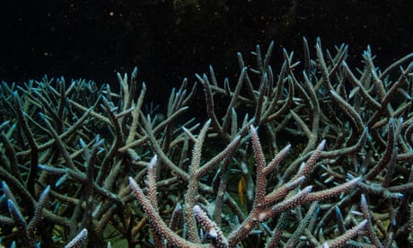 Branching staghorn coral grows on the Great Barrier Reef